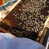 The Ultimate Bee Care Guide: Hives, Honey Collecting, Urban Apiculture vs Farm Apiculture and More