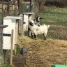 A Beginners Guide to Breeding and Birthing Goats